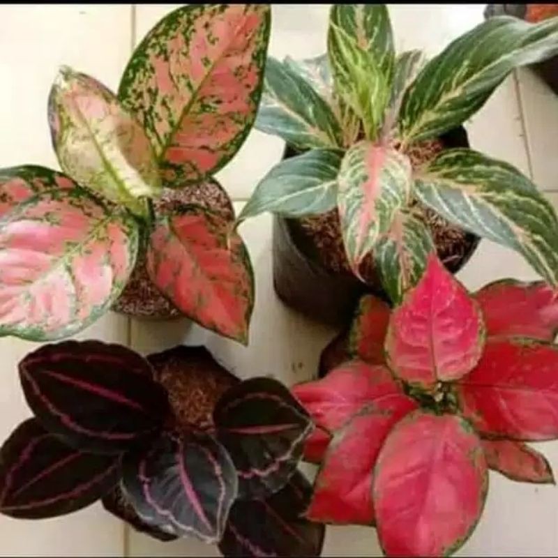 promo paket 4 jenis anakan aglonema-tanaman hias aglonema