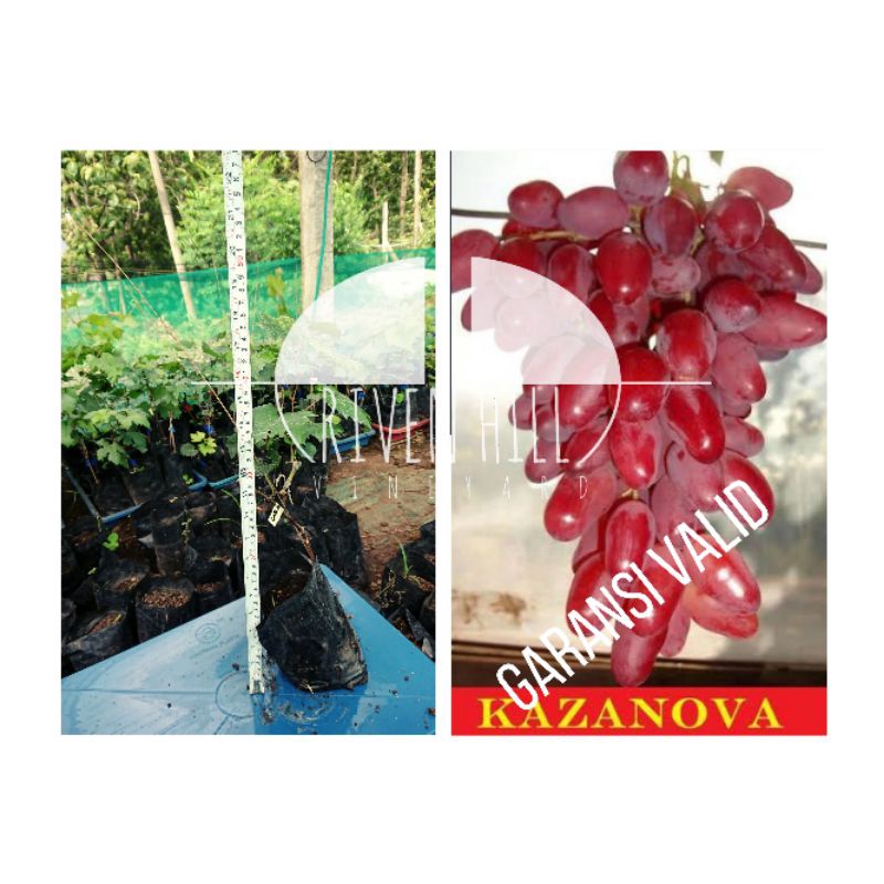 BIBIT ANGGUR IMPORT CAZANOVA DENGAN ROOTSTOCK KOBER5BB