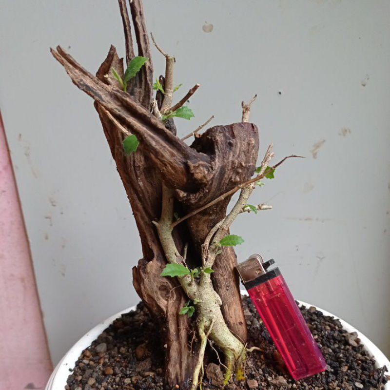 Bibit bahan bonsai beringin amplas Ficus Ampelas putih di tempel di kayu