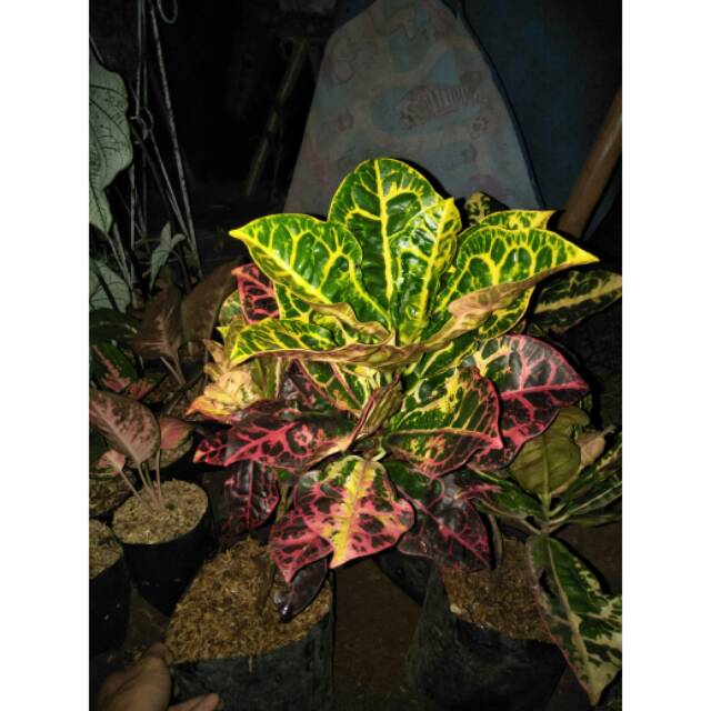 TERLARIS Tanaman hias puring kura SIAP LANGSUNG TERBANG. siap terbang