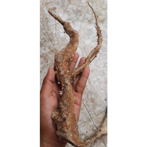 BAHAN TONGKAT KOMANDO AKAR BAHAR PUTIH 75cm