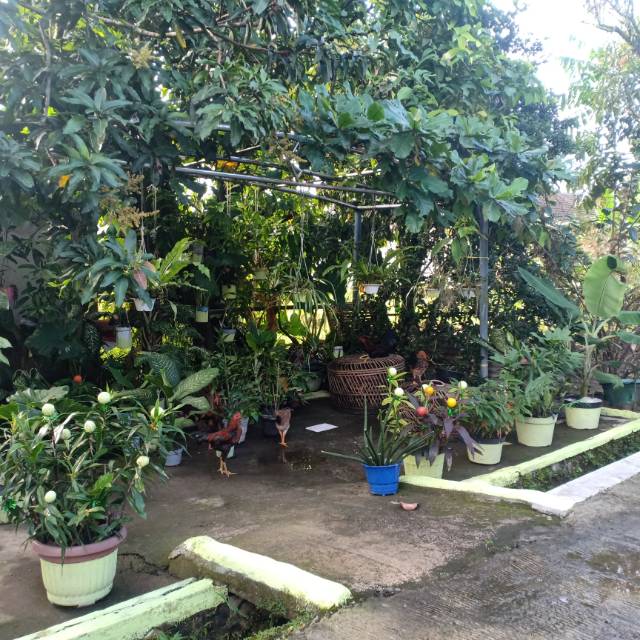 aniskurniasihsuraraya