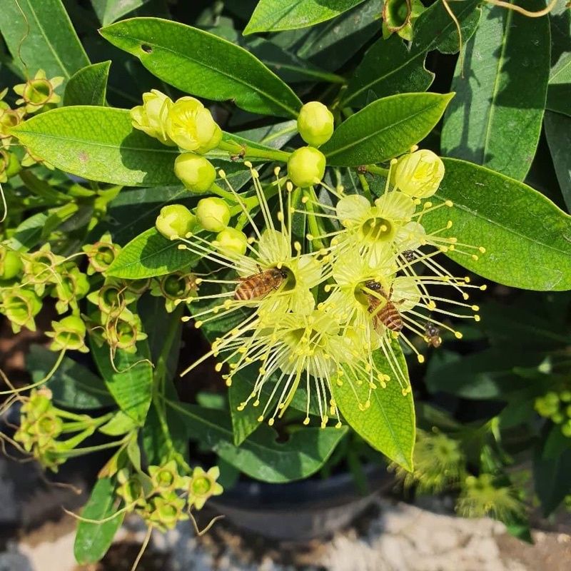 bibit tanaman hias xanthostemon - santos Temon/Tanaman hias hidup Santos Kuning