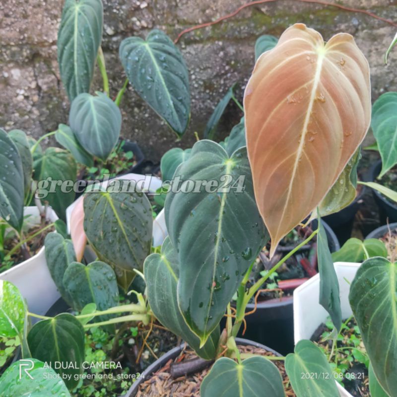 philodendron melanochrysum - philodendron - melanochrysum - philodendron melano murah