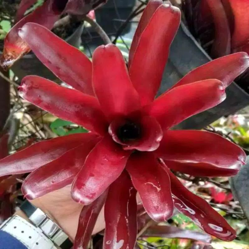 Tanaman Bromelia Merah mini