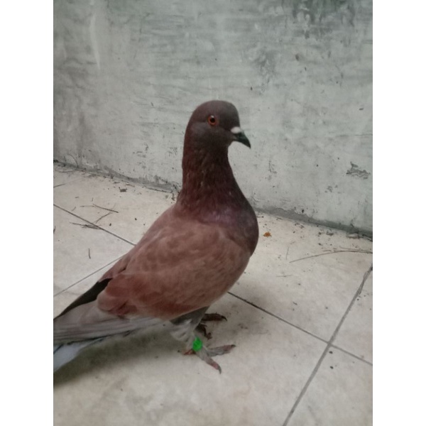 merpati pasangan giring/insyaallah burung joss semua