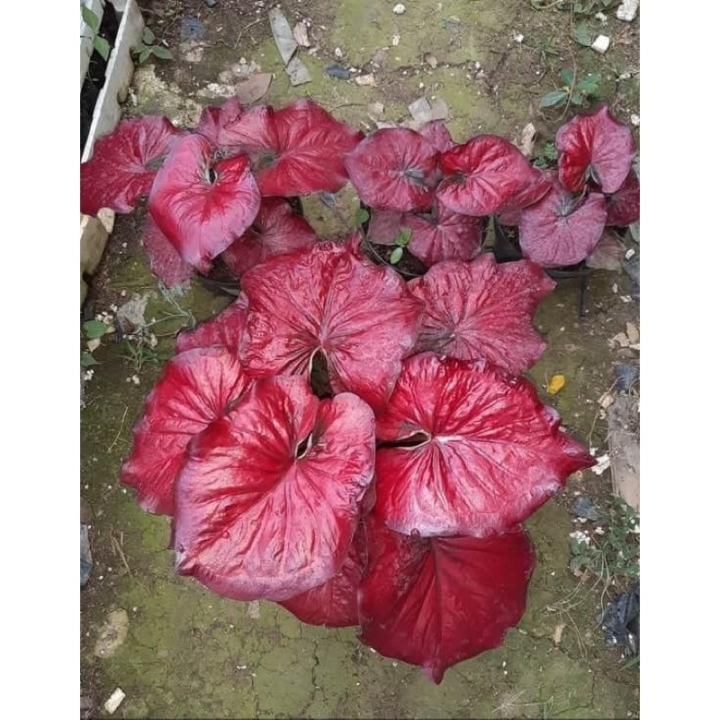 Caladium Red Thailand Remaja ke dewasa ,Caladium Red Stardust
