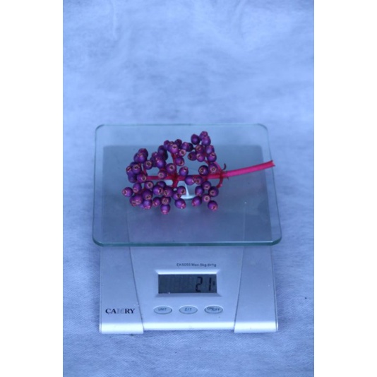 

Buah parijoto fress PROMIL Herbal
