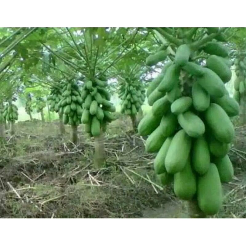 Bibit pepaya kalifornia