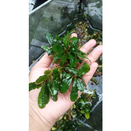 buce aquascape