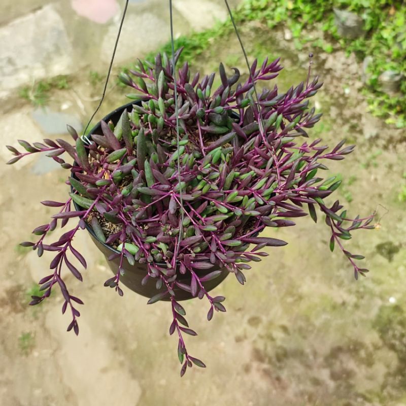 Sukulen gantung string of ruby rimbun murah