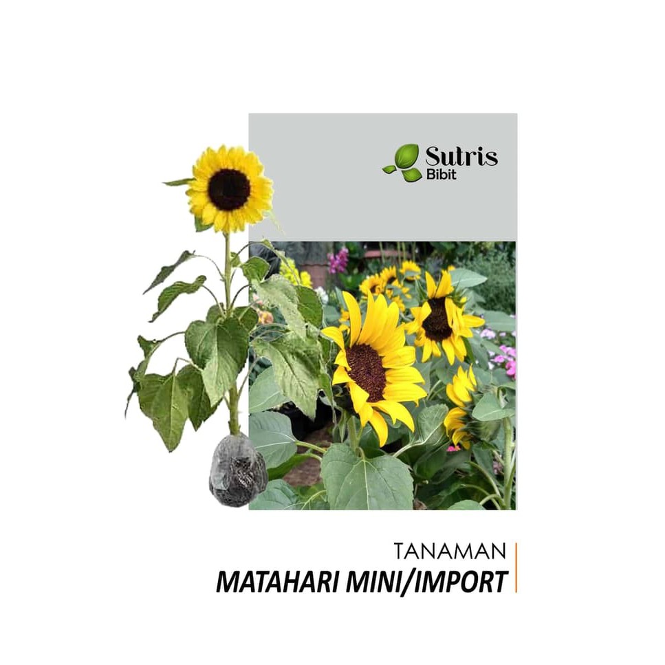 Bibit Tanaman BIBIT TANAMAN BUNGA MATAHARI / IMPORT