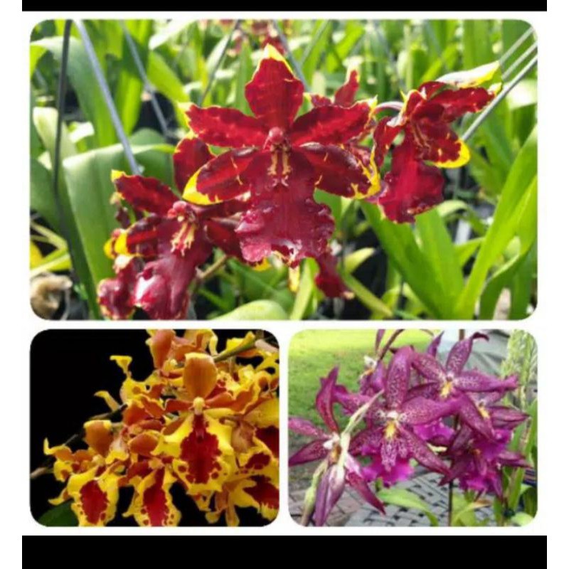 Paket 3 pohon anggrek oncidium seedling size