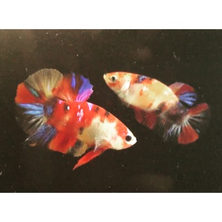 ikan cupang 1 pasang nemo multy colour top grade | shopee