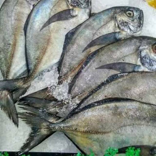 

Ikan Kuwe Frozen / Beku Ukuran Sedang
