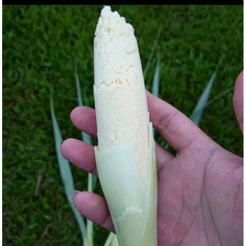 turubuk/tebu telur/kembang tebu