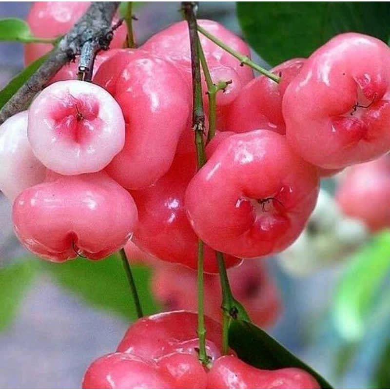 

jambu air Hasil Kebun Sendiri