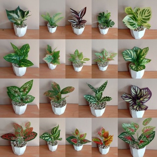 Image of Bunga hias plastik dengan pot permata 8cm