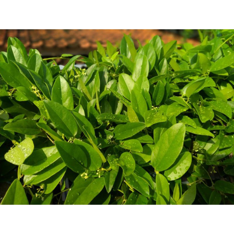 

DAUN SEGAR CINGCAU JELLY free onkir