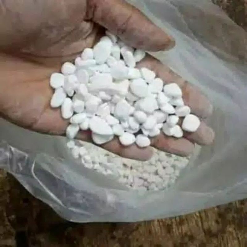batu koral kecil putih batu Itali 500 gr