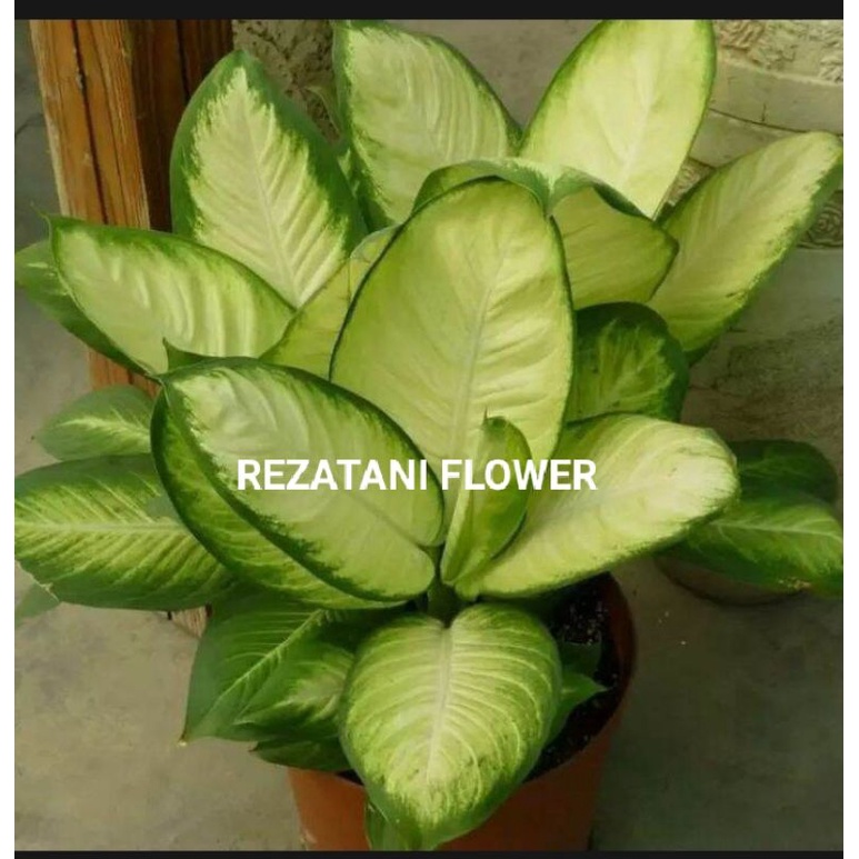 tanaman hias anglonema diven tissue/anglonema susu/blanceng susu/blanceng