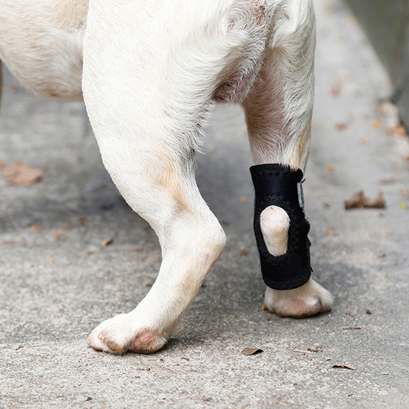 Bantalan Pelindung Siku Kaki Anjing Anti Tendangan Untuk Luka