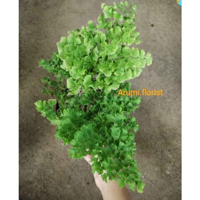 Tanaman Hias Suplir Kriting / Suplir Curly / Suplir Keriting / Tanaman Suplir