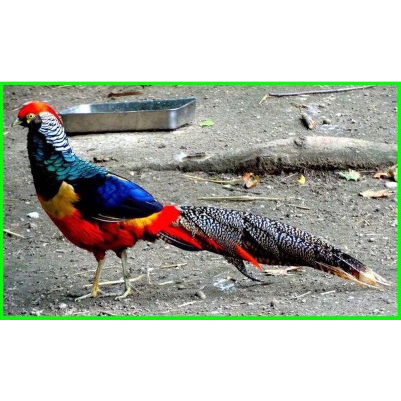 

telur ayam hias red lady pheasant untuk di tetaskan