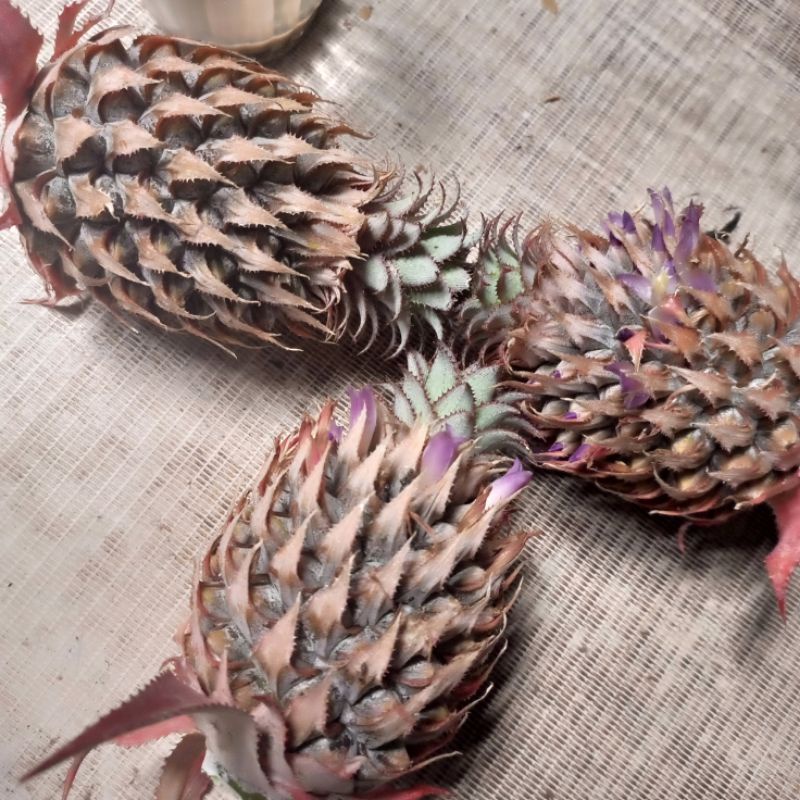 

nanas paling muda pelancar haid herbal