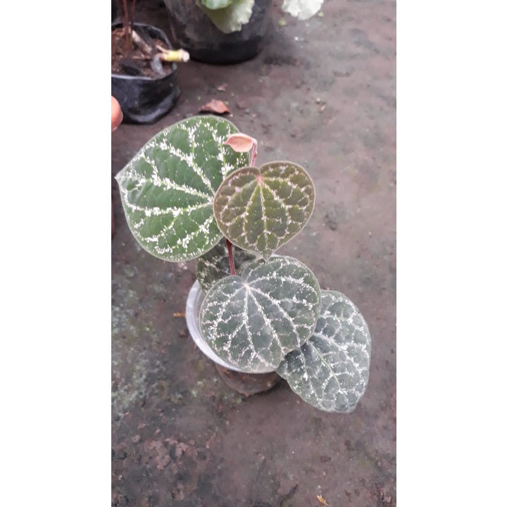 sirih wulung