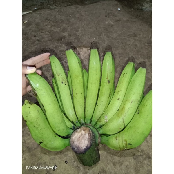 

PISANG NANGKA ( BAHAN BUAT DIBIKIN GORENGAN )