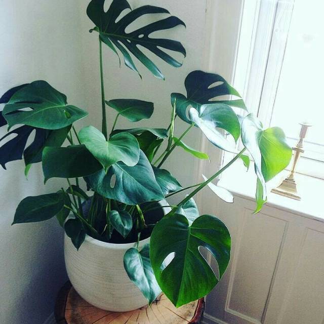 Tanaman Hias Monstera Deliciosa Bibit Monstera Deliciosa Shopee Indonesia
