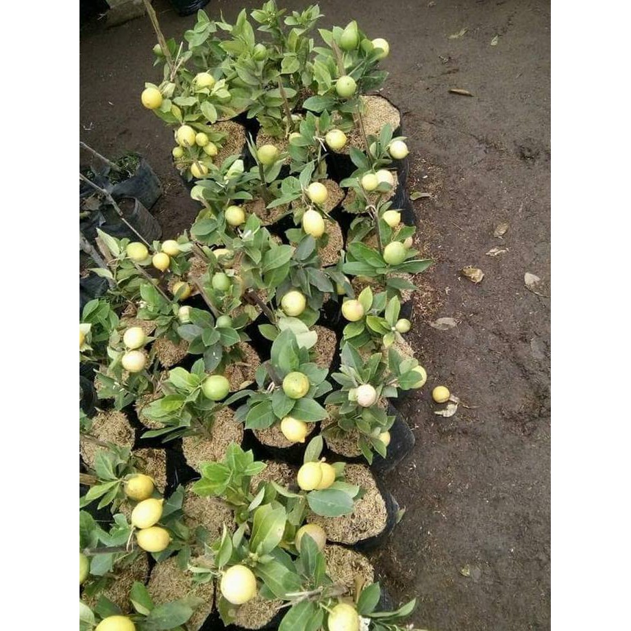 

BIBIT BUAH / BENIH BUAH BERKWALITAS BIBIT JERUK LEMON JUMBO HASIL CL3N