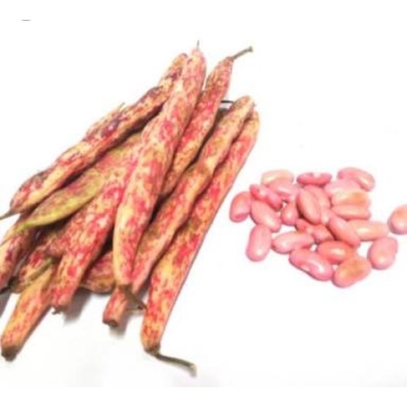 

Kacang Merah Jogo Kulit Organik 500g