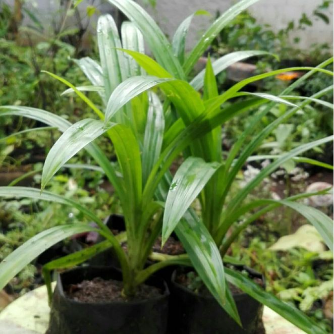 Bibit Tanaman Daun Pandan Wangi