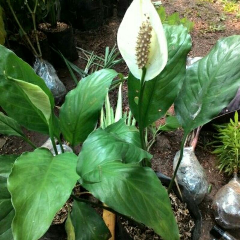 Bibit bunga lily
