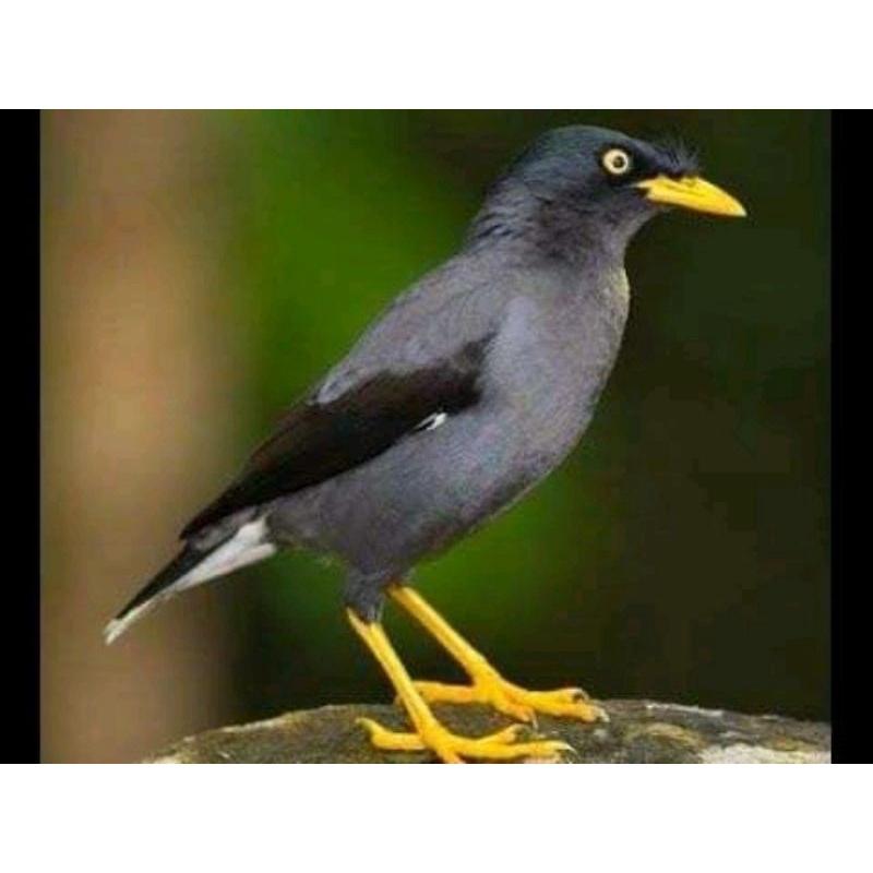 burung jalak kebo jantan pilihan
