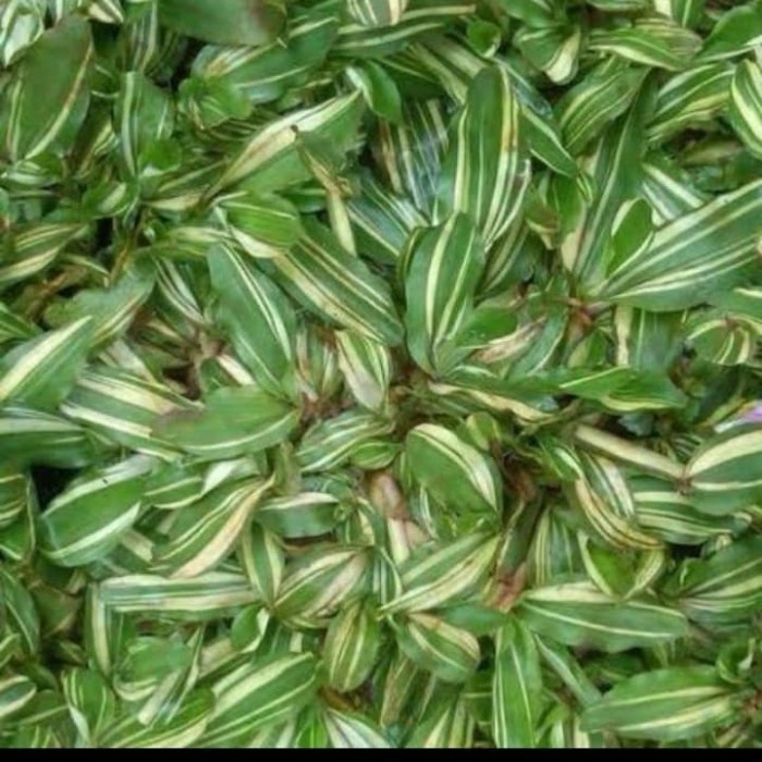 Rumput Gajah Mini Varigata Rumput Putih