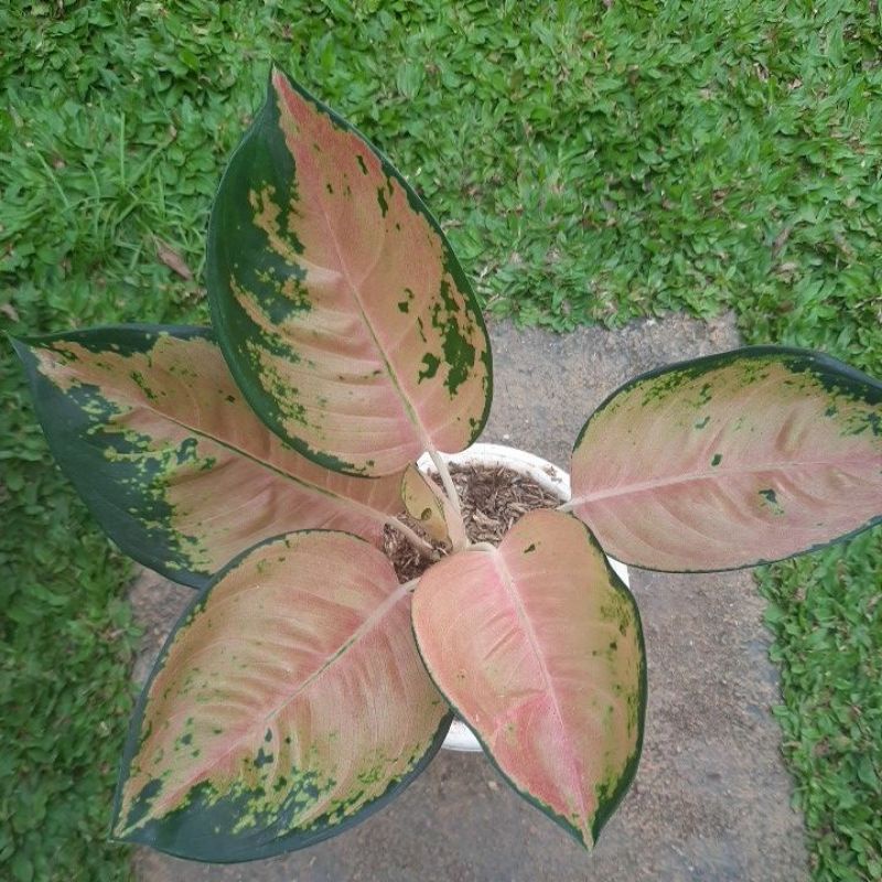 Aglonema Sultan Brunei size Dewasa