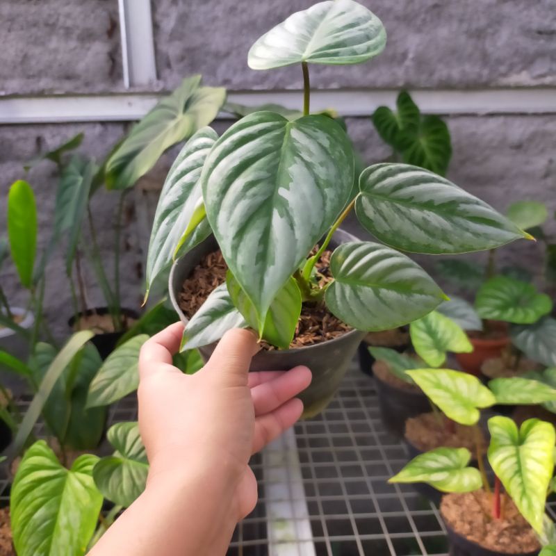philodendron sodiroi