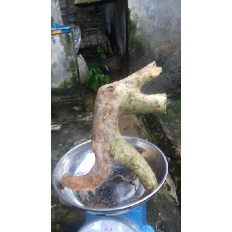 bahan bonsai wahong