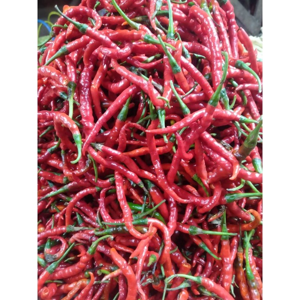 

Cabai Merah Kriting