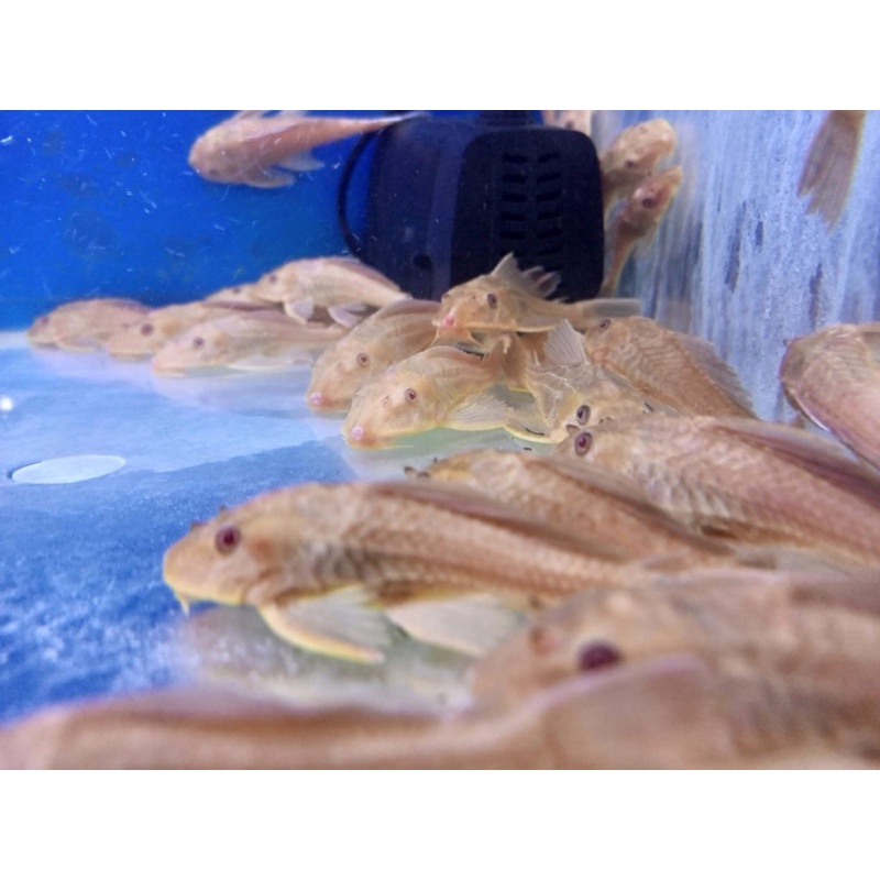 Ikan Sapu Sapu Albino