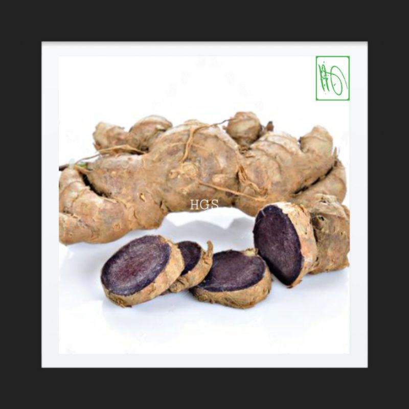 Tanaman Jahe Hitam / Kunyit Hitam Peningkat Kesehatan Sexual Pria