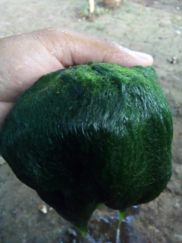 Kemeja Batik Pria Lengan Panjang Size M L Xl Xxl Bswart Batik Hrb026 Kenango Hem Panjang Padi