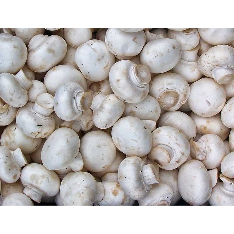 

jamur kancing/jamur campignon termurah asli Wonosobo 1kg