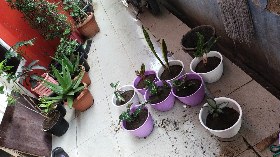 Bibit Aglonema Butterfly