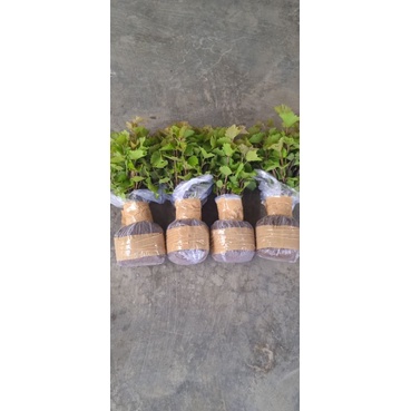 PAKET BEREROT RED MASTER SUPER MURAH , SIAP BUAT SAMCUK BERGARANSI