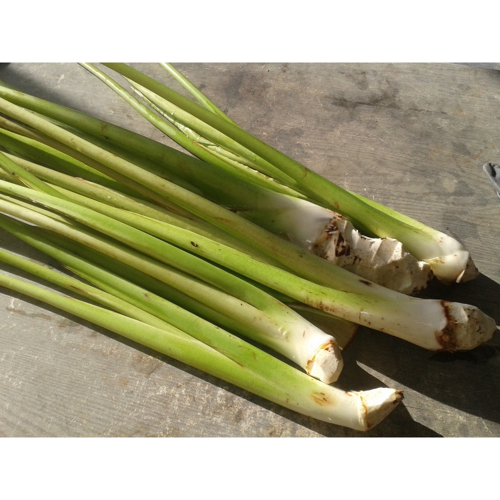 READY LOMPONG SAYUR DAUN TALAS ORGANIK ASLI DARI KEBUN FRESH