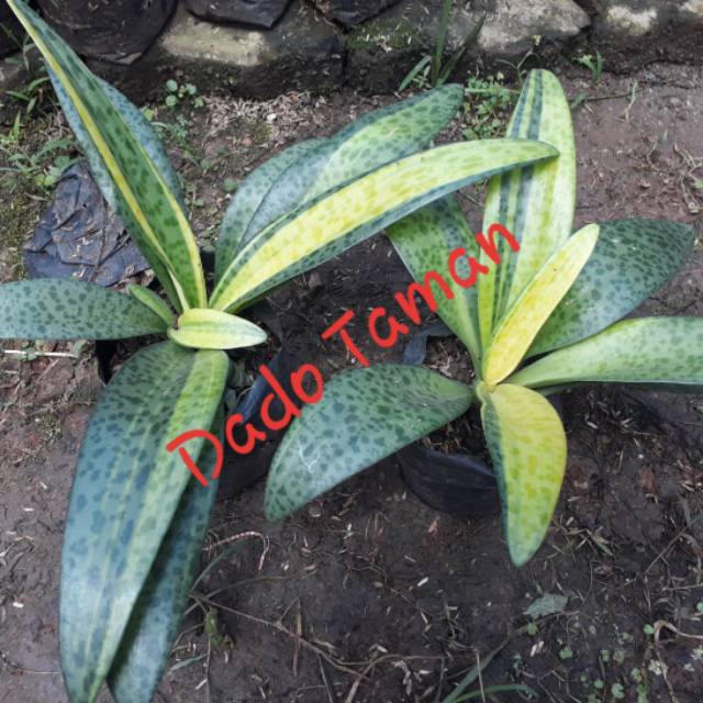 Tanaman hias Lidah katak varigata - pohon Giant squile - Lidah katak